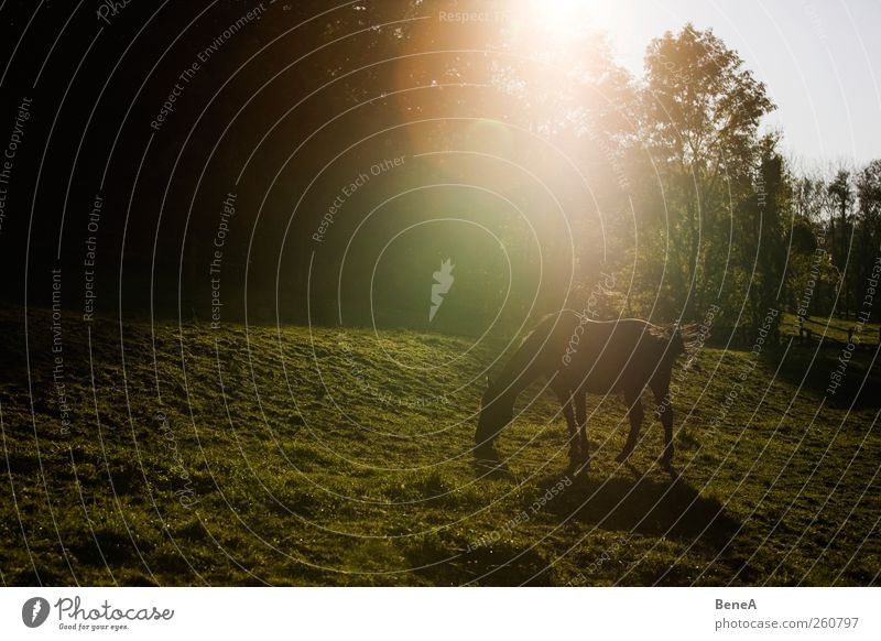 Pferd Reiten Natur Landschaft Pflanze Tier Erde Sonnenaufgang Sonnenuntergang Sonnenlicht Frühling Sommer Schönes Wetter Wiese Nutztier 1 Erholung Fressen