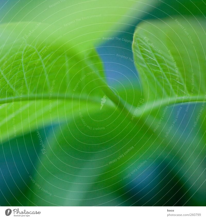 Wär ich ein Blatt an einem Baum ... Natur Pflanze Frühling Sommer Grünpflanze Wachstum ästhetisch authentisch frisch schön blau grün schwarz Lebensfreude