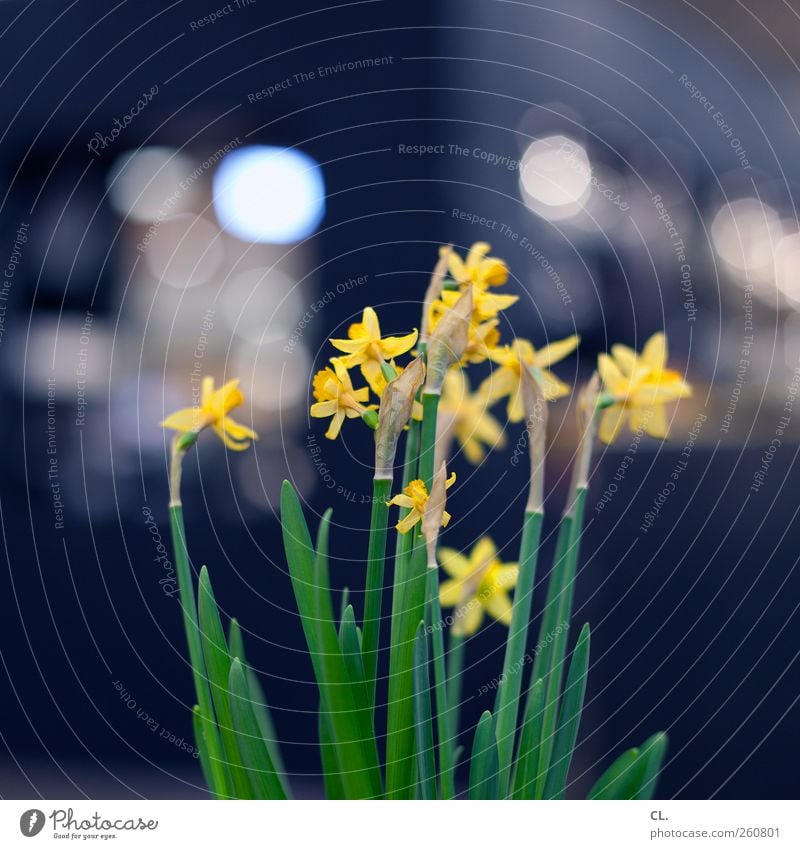 bokeh blümchen Wohnung Dekoration & Verzierung Frühling Blume Blatt Blüte Grünpflanze ästhetisch schön natürlich gelb Frühlingsgefühle Vorfreude Blumenstengel