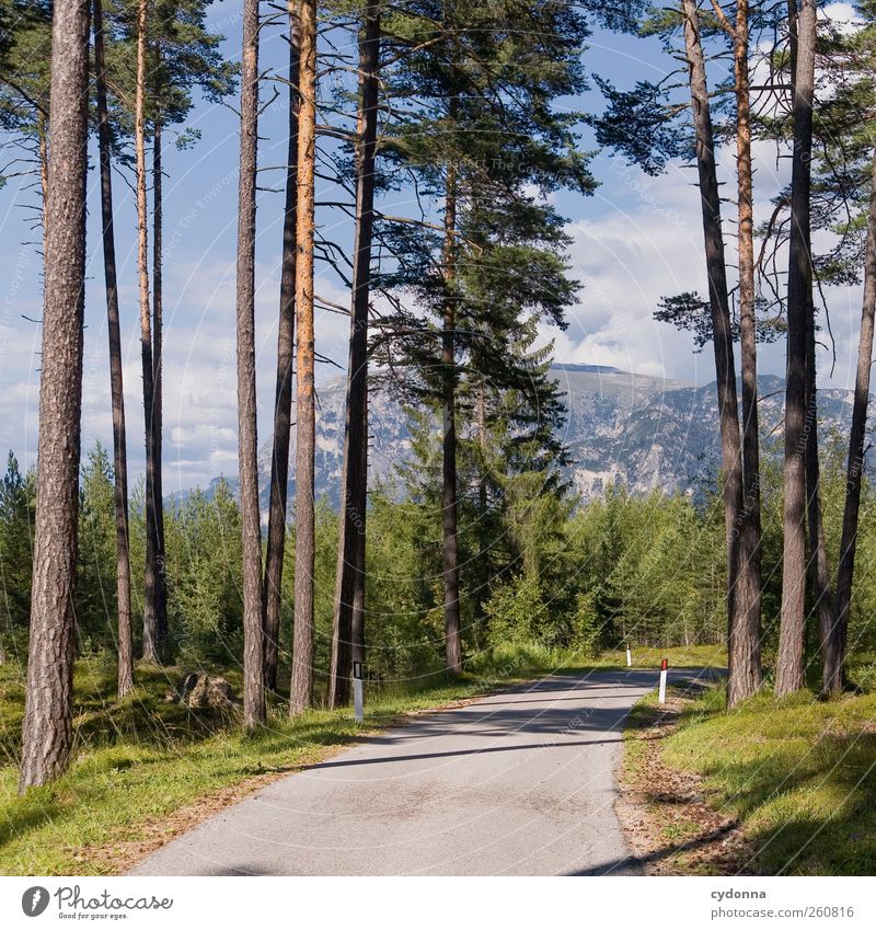 Nicht mehr weit harmonisch Erholung ruhig Ausflug Abenteuer Umwelt Natur Landschaft Himmel Schönes Wetter Baum Wald Alpen Berge u. Gebirge Straße Wege & Pfade