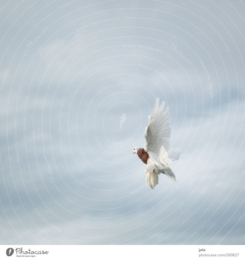 dove Himmel Wolken Tier Vogel Taube Flügel 1 fliegen Aggression Farbfoto Außenaufnahme Menschenleer Textfreiraum links Textfreiraum rechts Textfreiraum oben