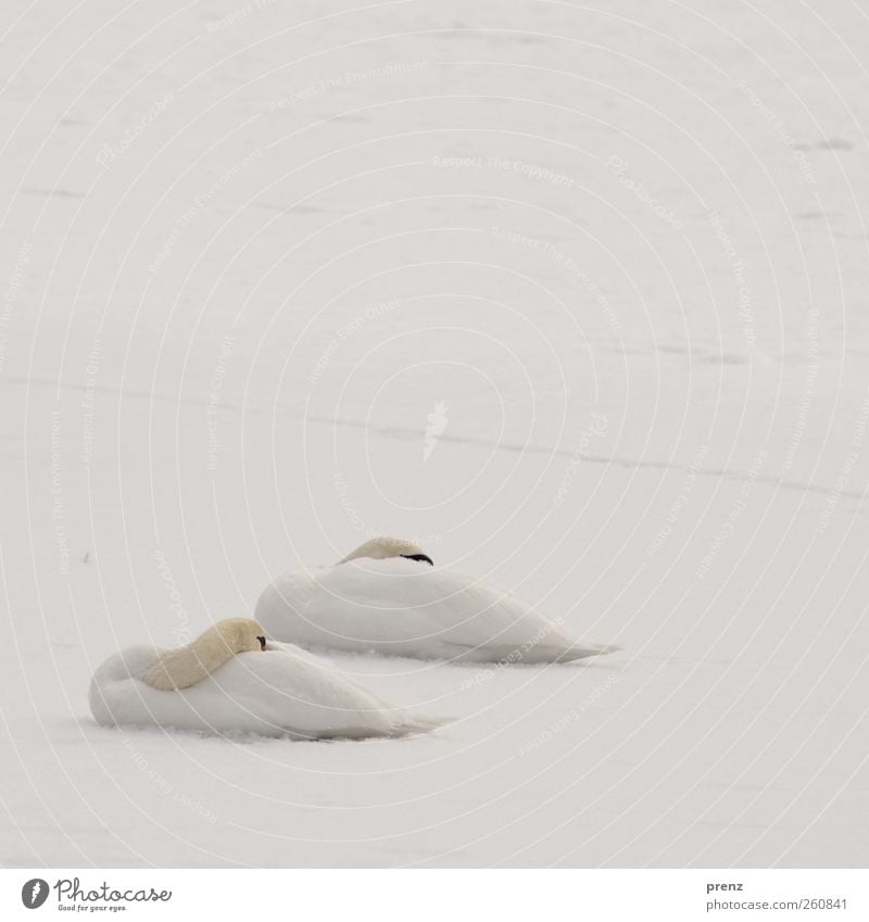 schwäne träumen Umwelt Natur Pflanze Winter Schnee Tier Wildtier Vogel Schwan 2 schlafen weiß kalt Farbfoto Außenaufnahme Menschenleer Textfreiraum oben Tag