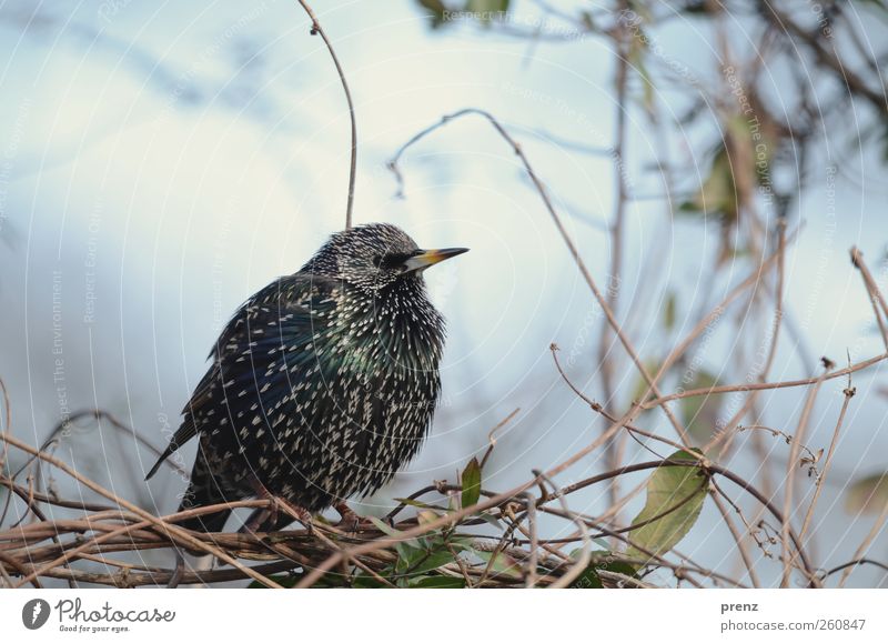 star Umwelt Natur Pflanze Tier Sträucher Wildpflanze Wildtier Vogel 1 blau schwarz Star Singvögel gefiedert Farbfoto Außenaufnahme Menschenleer