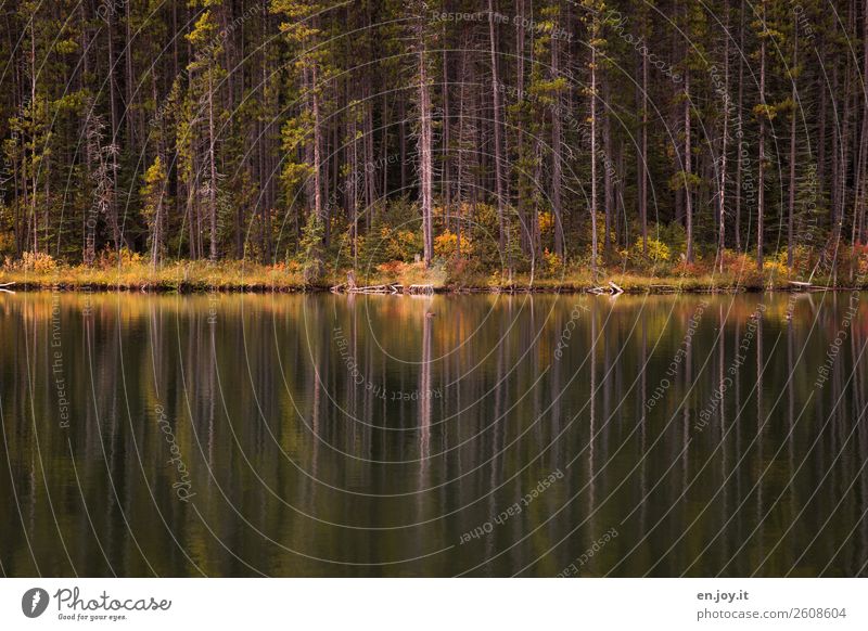 Waldrand Ferien & Urlaub & Reisen Ausflug Natur Landschaft Pflanze Herbst Baum Seeufer ruhig Traurigkeit Idylle Trauer Umwelt Farbfoto Gedeckte Farben