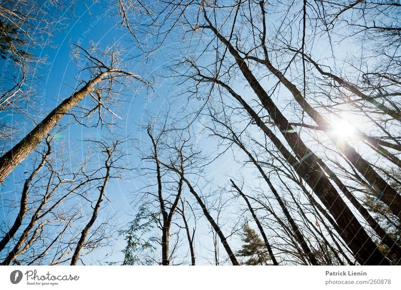 A moment´s peace Umwelt Natur Landschaft Pflanze Urelemente Luft Himmel Wolkenloser Himmel Klima Wetter Schönes Wetter Baum Wald ästhetisch komplex Kraft