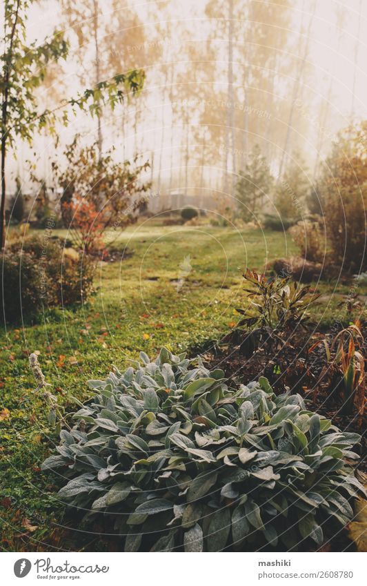 Nebel am frühen Morgen im Spätherbst oder Wintergarten schön Garten Natur Landschaft Pflanze Herbst Wetter Baum Gras natürlich grün weiß kalt gefroren