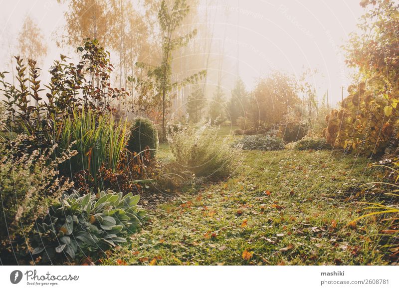 Nebel am frühen Morgen im Spätherbst oder Wintergarten schön Garten Natur Landschaft Pflanze Herbst Wetter Baum Gras natürlich grün weiß kalt gefroren