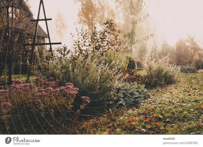 Nebel am frühen Morgen im Spätherbst oder Wintergarten schön Garten Natur Landschaft Pflanze Herbst Wetter Baum Gras natürlich grün weiß kalt gefroren