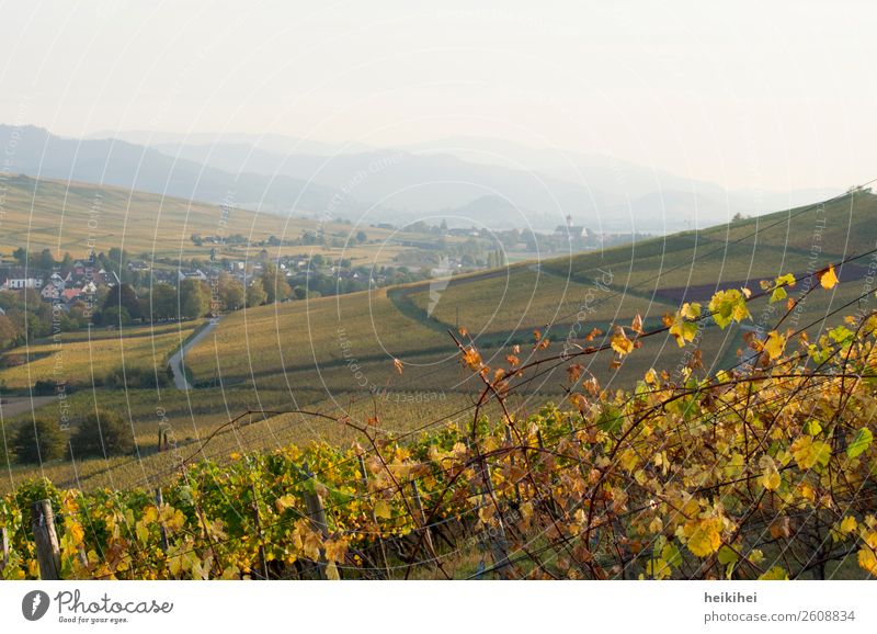 Herbst in Baden Ferien & Urlaub & Reisen Tourismus Ausflug Ferne Freiheit Natur Landschaft Pflanze Feld natürlich gelb gold grün Wein Spaziergang Vogesen