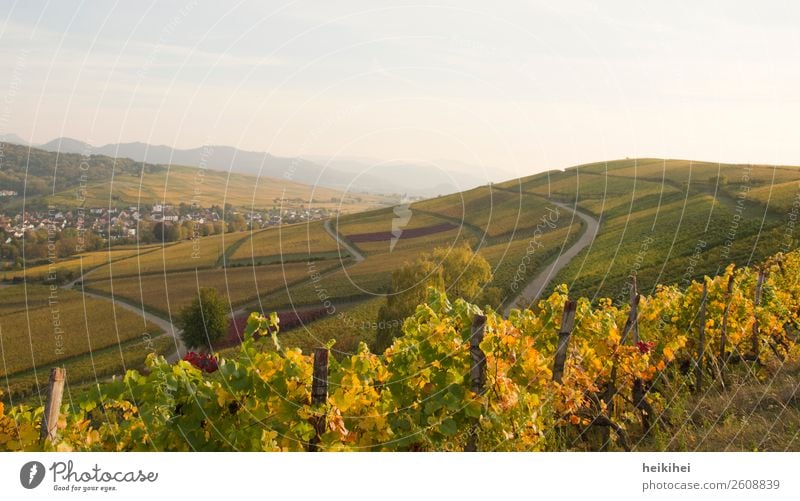 Herbst in Baden Ferien & Urlaub & Reisen Tourismus Ausflug Ferne Freiheit Fahrradtour Berge u. Gebirge wandern Natur Landschaft Himmel Pflanze Wein Feld Hügel