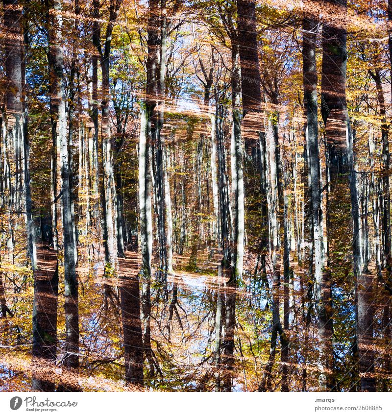 Forestry Stil Umwelt Natur Landschaft Pflanze Schönes Wetter Baum Wald außergewöhnlich trendy einzigartig Perspektive skurril Surrealismus Symmetrie