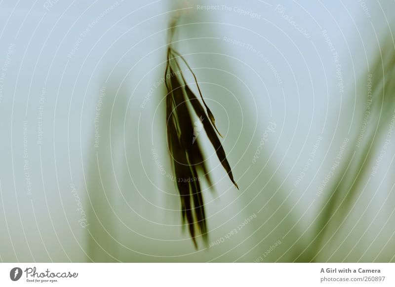 a time once was Umwelt Natur Pflanze Sommer Herbst Winter Gras Feld alt ästhetisch außergewöhnlich wild weich grün zartes Grün Ähren Getreide Gedeckte Farben