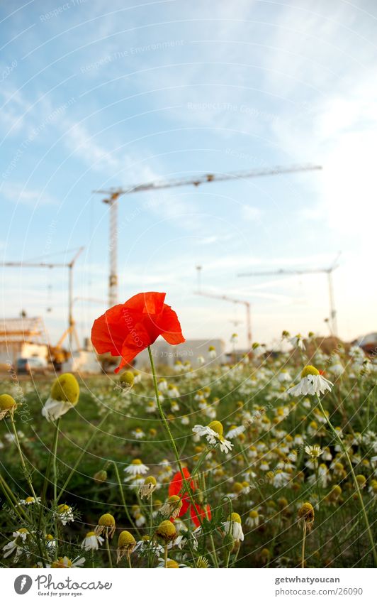 Baublümchen Blume Mohn Baustelle Wiese Haus grün Wolken Krahn Himmel hell Abend blau