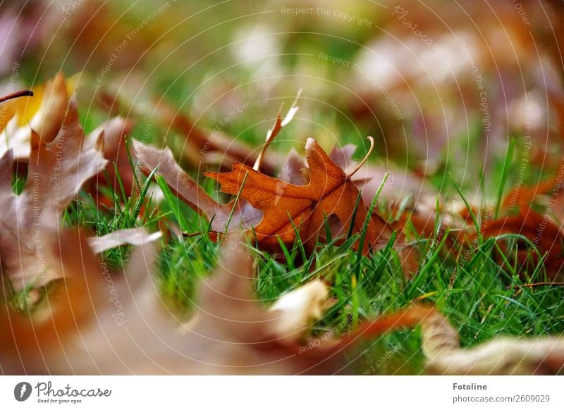 herbstlich Umwelt Natur Pflanze Herbst Schönes Wetter Gras Blatt Wiese hell nah natürlich Wärme braun grün Herbstlaub Herbstfärbung Farbfoto mehrfarbig