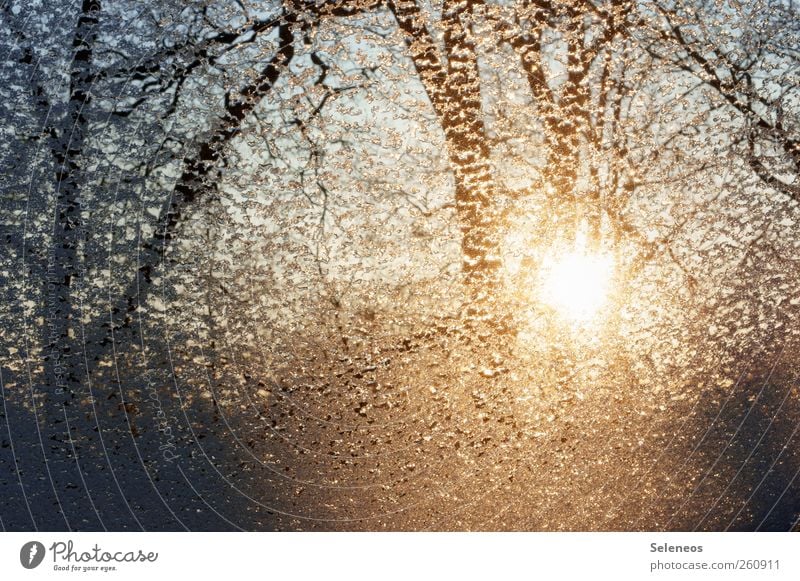 Eisregen Umwelt Natur Landschaft Pflanze Wasser Wassertropfen Himmel Wolkenloser Himmel Winter Wetter Regen Frost Schnee Baum Wald Linie frieren glänzend kalt