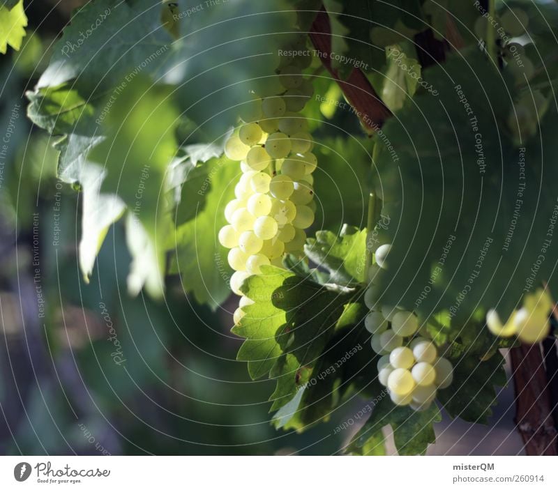 Weinschein. ästhetisch grün Weinberg Weintrauben Weinlese Weinbau Kultur Gesunde Ernährung edel Königlich reif Berghang Blatt Italien Farbfoto Gedeckte Farben