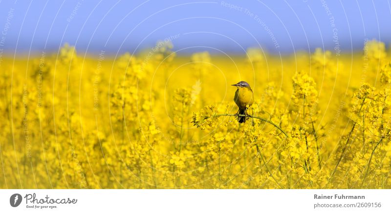 eine Schafstelze sitzt in einem Rapsfeld Nutzpflanze Feld Tier Wildtier 1 Natur Farbfoto Außenaufnahme Textfreiraum links Textfreiraum rechts Textfreiraum oben