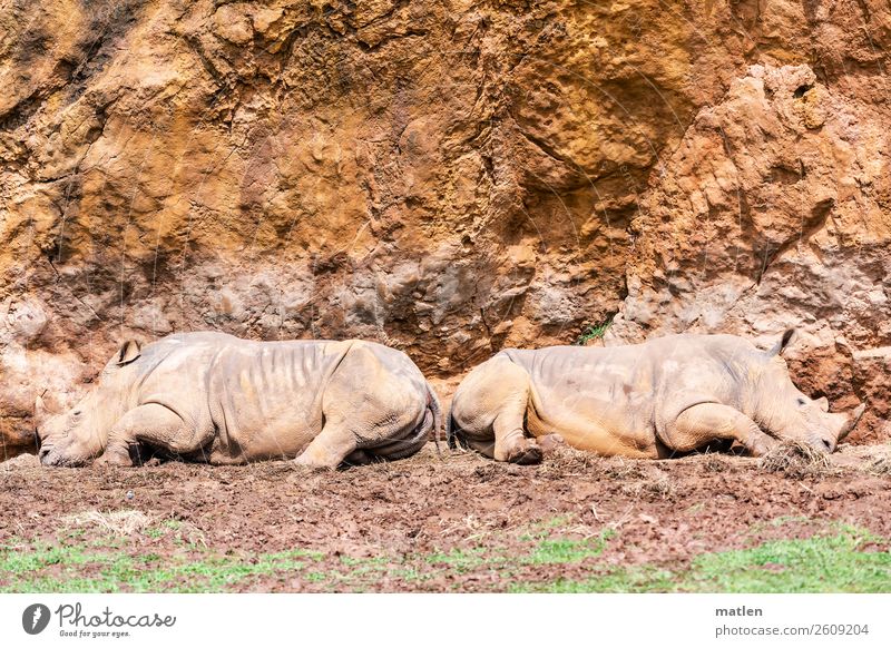 getrennte Betten Gras Felsen Tier 2 Stein schlafen Nashorn Trennung Zusammensein Paar Sonnenbad Farbfoto Gedeckte Farben Außenaufnahme Textfreiraum links