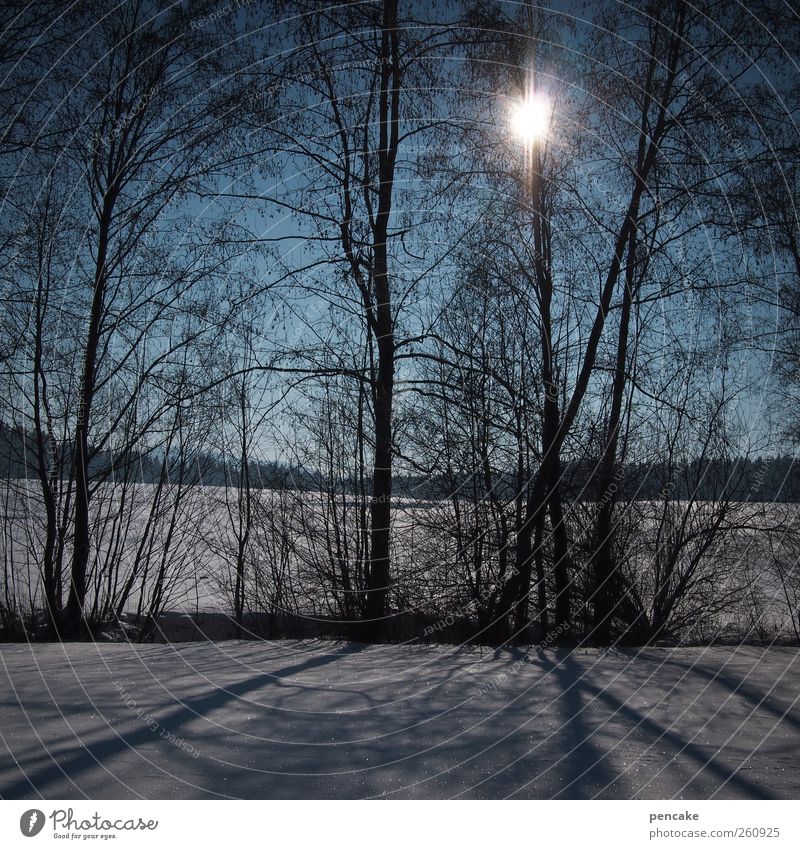 dans le soleil Natur Landschaft Himmel Sonne Sonnenaufgang Sonnenuntergang Sonnenlicht Winter Schönes Wetter Eis Frost Schnee Baum Stimmung Lebensfreude schön