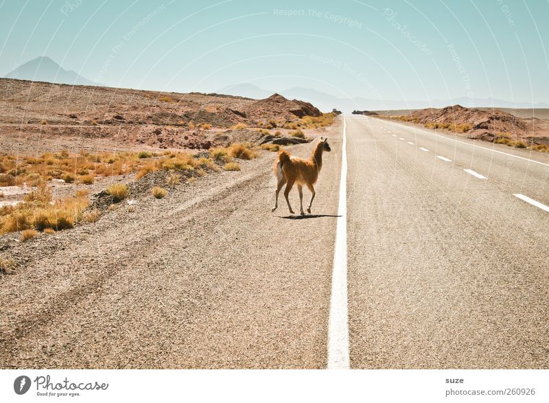 Nu aber zackig, nicht so lama Umwelt Natur Landschaft Tier Urelemente Himmel Wolkenloser Himmel Horizont Klima Schönes Wetter Verkehr Verkehrswege