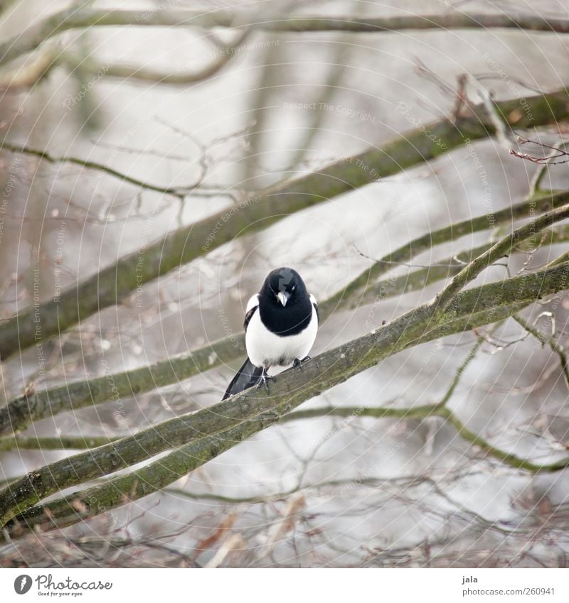 elster Umwelt Natur Pflanze Tier Baum Wildpflanze Wildtier Vogel Elster 1 sitzen Farbfoto Außenaufnahme Menschenleer Tag Schwache Tiefenschärfe