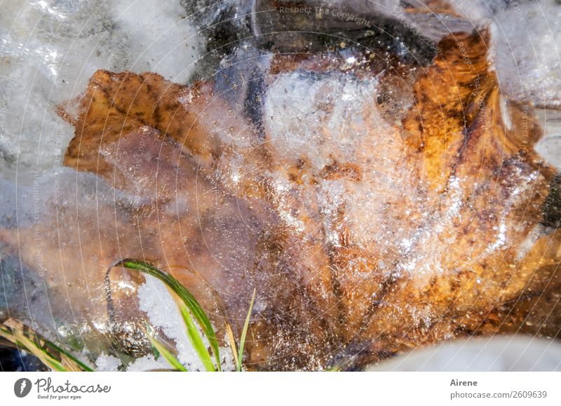 best before Frühling Natur Winter Eis Frost Blatt Herbstlaub Ahornblatt Seeufer Flussufer frieren Coolness fest kalt natürlich braun weiß Erschöpfung gefroren