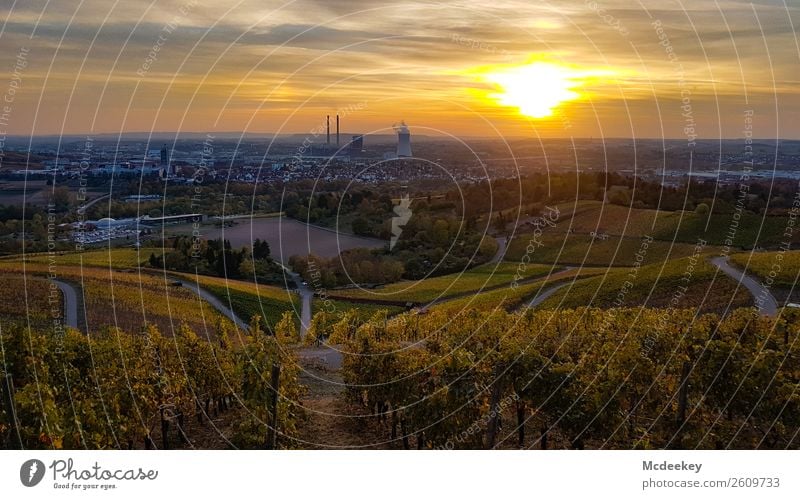 Heilbronn Umwelt Natur Landschaft Pflanze Wolken Nachthimmel Horizont Sonnenaufgang Sonnenuntergang Herbst Schönes Wetter Baum Sträucher Blatt Nutzpflanze