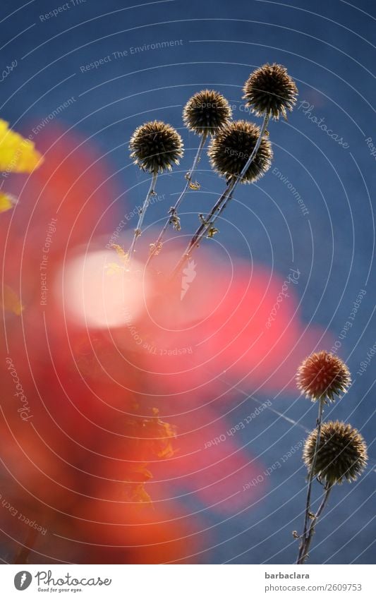 sti(e)lvolle Naturkunst Pflanze Himmel Herbst Schönes Wetter Sträucher Blatt Garten leuchten exotisch blau rot Stimmung ästhetisch Farbe Klima Stil Wachstum