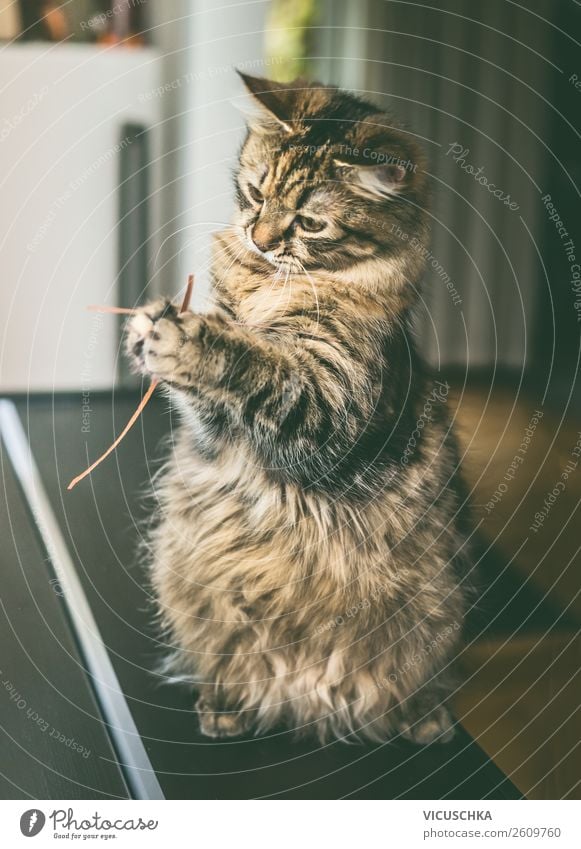 Katze sitzt auf den Hinterbeinen und spielt mit Gras Lifestyle Häusliches Leben Tier Haustier 1 Freude Tierliebe Design Spielen sitzen Innenaufnahme