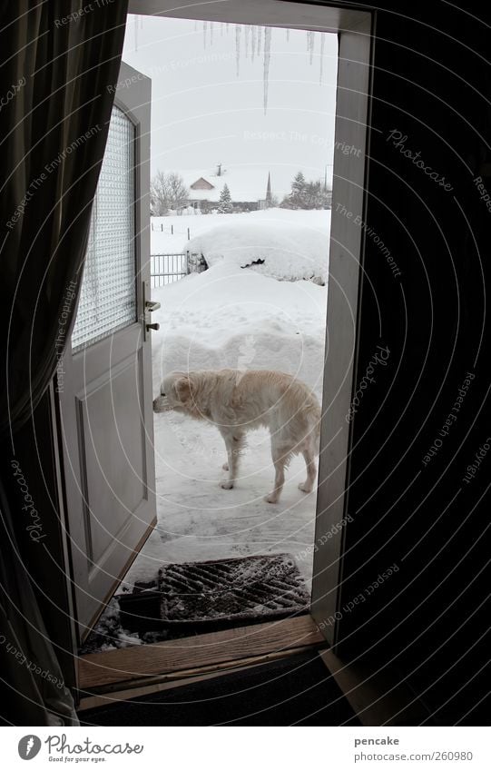 weather report | mit benno Winter Wetter Eis Frost Schnee Haus Tür Fußmatte Tier Haustier Hund Golden Retriever 1 frieren authentisch kalt Sprichwort