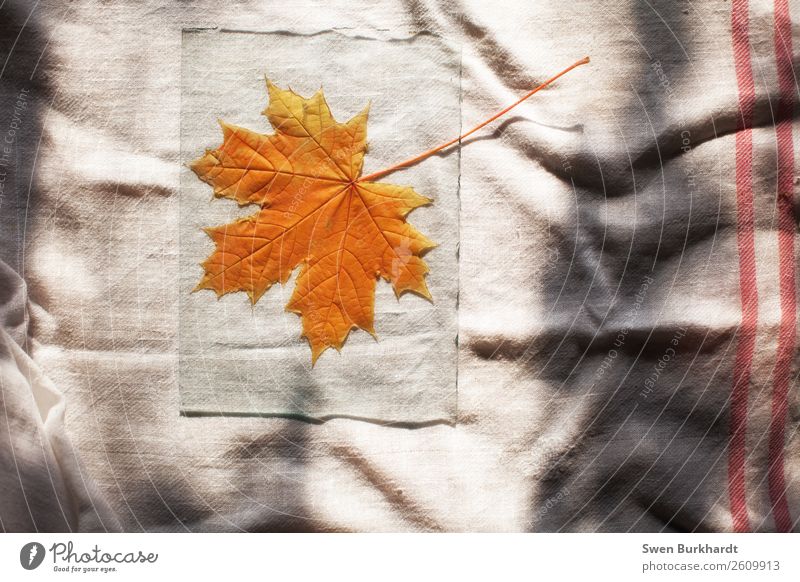 Das letzte Ahornblatt Häusliches Leben Garten Dekoration & Verzierung Oktoberfest Erntedankfest Umwelt Natur Pflanze Herbst Blatt Grünpflanze Wildpflanze Glas