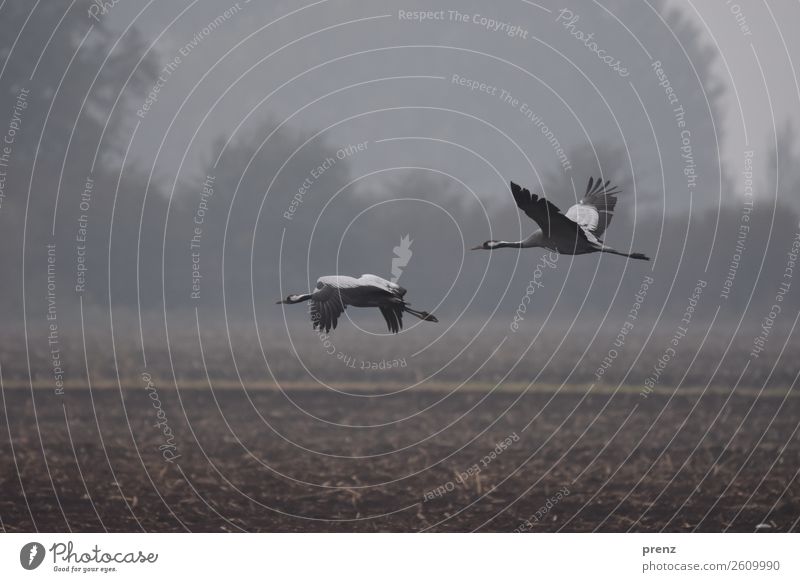 Kraniche Umwelt Natur Landschaft Tier Herbst Nebel Feld grau fliegend 2 schön Farbfoto Außenaufnahme Menschenleer Textfreiraum oben Tag Schwache Tiefenschärfe