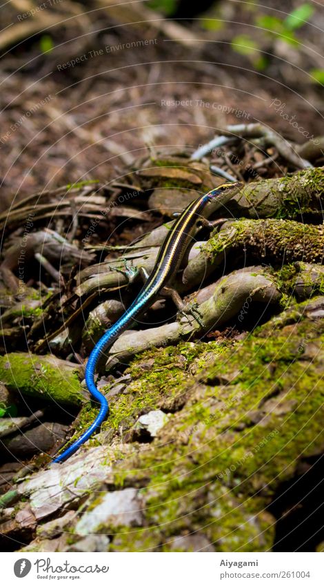 Blauschwanz-Skink Natur Moos Wurzel Wald Tier Wildtier Schuppen Echte Eidechsen 1 krabbeln blau grün Farbfoto Außenaufnahme Makroaufnahme Menschenleer Morgen