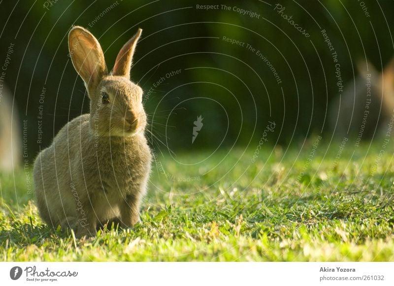 Warten und schweigen Natur Sträucher Wiese Tier Haustier Wildtier Hase & Kaninchen 1 beobachten Blick sitzen warten braun grün schwarz Vertrauen Sicherheit