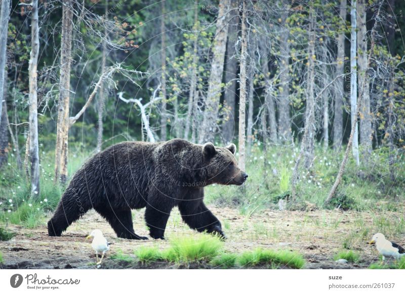 Bibabutzebär Jagd Umwelt Natur Landschaft Tier Wiese Wald Fell Wildtier 1 beobachten authentisch bedrohlich Neugier stark wild braun grün Appetit & Hunger Angst