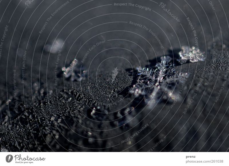 sternchen Umwelt Natur Winter Wetter Eis Frost Schnee Schneefall grau weiß Schneeflocke Stern (Symbol) Eiskristall kalt Farbfoto Nahaufnahme Makroaufnahme