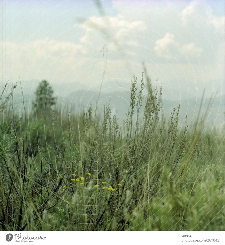 weites Land Landschaft Wolken Schönes Wetter Sträucher Blüte Berge u. Gebirge Kootenay NP wild Ferne Hügel Bergkette Tal gelb verstecken Sehnsucht Aussicht