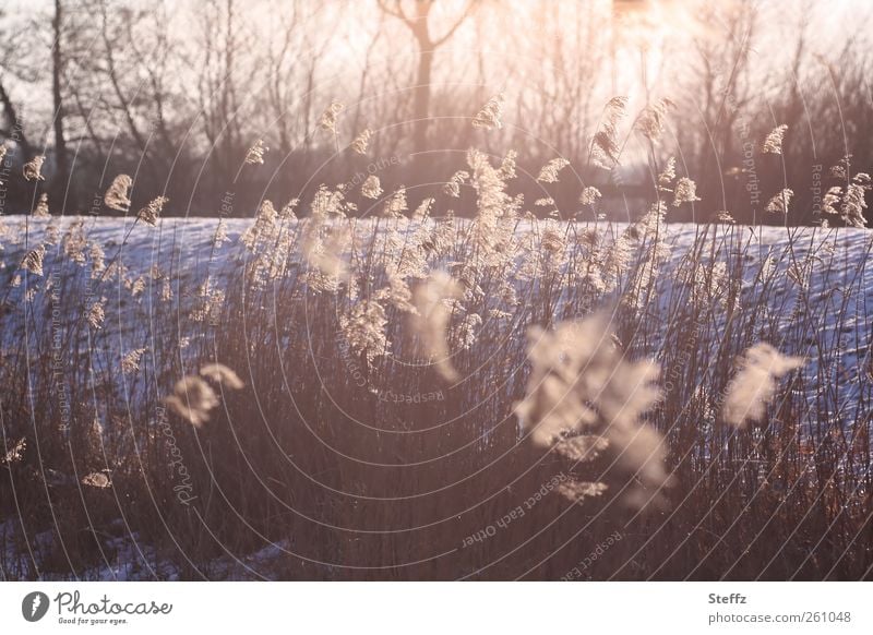 Winterlicht und Kälte anders Winterstimmung Lichtschein Winterlandschaft Braunrosa Lichtstimmung winterlich kalt Romantik achtsam ruhig winterliche Kälte