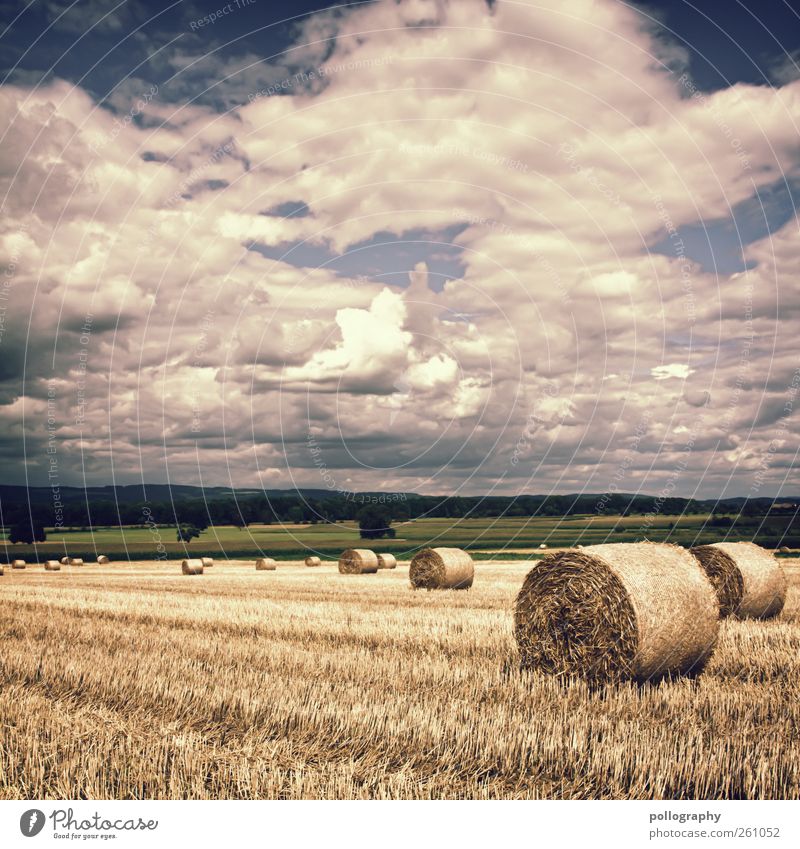 golden fields Umwelt Natur Landschaft Himmel Wolken Gewitterwolken Horizont Sommer Herbst Klima Wetter Schönes Wetter Dürre Baum Grünpflanze Nutzpflanze Stroh