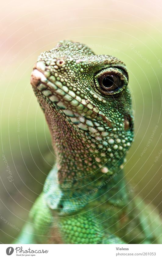 watching you Tier Tiergesicht Schuppen Zoo 1 beobachten grün Grüner Wasserdrache Hinterindische Wasseragame Physignathus cocincinus Echsen Echsenauge Agamen