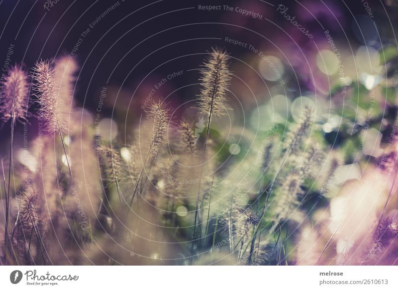 Blühende Gräser mit Bokeh Umwelt Natur Sonnenlicht Herbst Schönes Wetter Pflanze Gras Sträucher Blüte Wildpflanze Gräserblüte Garten Farbenspiel Unschärfe