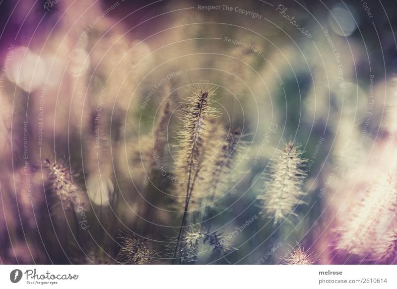 Blühende Gräser mit Bokeh Umwelt Natur Sonnenlicht Herbst Schönes Wetter Pflanze Gras Sträucher Blüte Wildpflanze Gräserblüte Garten Unschärfe Lichtmalerei