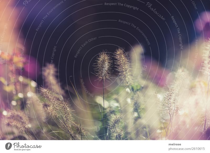 Blühende Gräser mit Bokeh Umwelt Natur Sonnenlicht Herbst Schönes Wetter Pflanze Gras Sträucher Blüte Wildpflanze Gräserblüte Garten Farbfleck Unschärfe