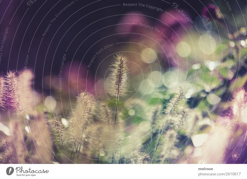 Blühende Gräser mit Bokeh Umwelt Natur Sonnenlicht Herbst Schönes Wetter Pflanze Gras Sträucher Blüte Wildpflanze Gräserblüte Garten Farbfleck Unschärfe