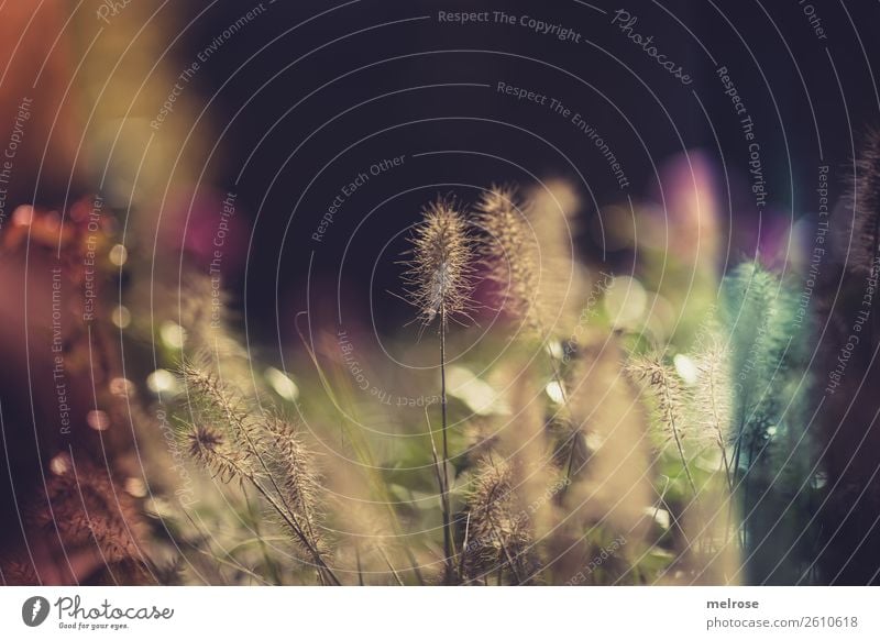 Blühende Gräser mit Bokeh Umwelt Natur Sonnenlicht Herbst Schönes Wetter Pflanze Gras Sträucher Blüte Wildpflanze Gräserblüte Garten Unschärfe golden hour