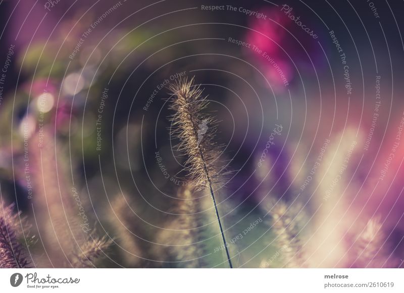 Blühende Gräser mit Bokeh Umwelt Natur Sonnenlicht Herbst Schönes Wetter Pflanze Gras Sträucher Blüte Wildpflanze Gräserblüte Garten Farbfleck Unschärfe