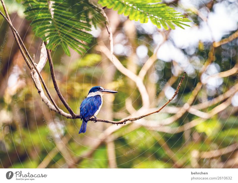 astschaukel Ferien & Urlaub & Reisen Tourismus Ausflug Abenteuer Ferne Freiheit Natur Landschaft Pflanze Tier Baum Blatt Ast Urwald Flussufer Wildtier Vogel