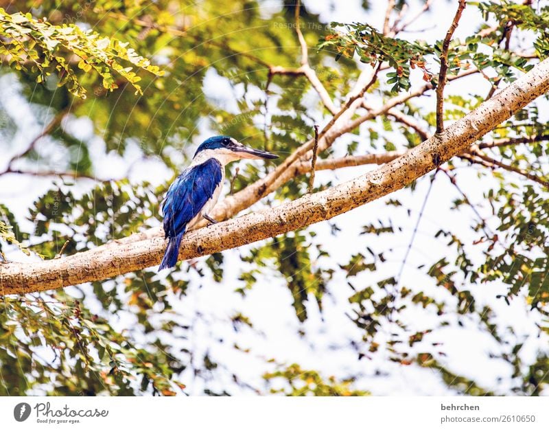 the king Ferien & Urlaub & Reisen Tourismus Ausflug Abenteuer Ferne Freiheit Baum Blatt Urwald Flussufer Wildtier Vogel Flügel Eisvögel kingfisher Feder 1 Tier