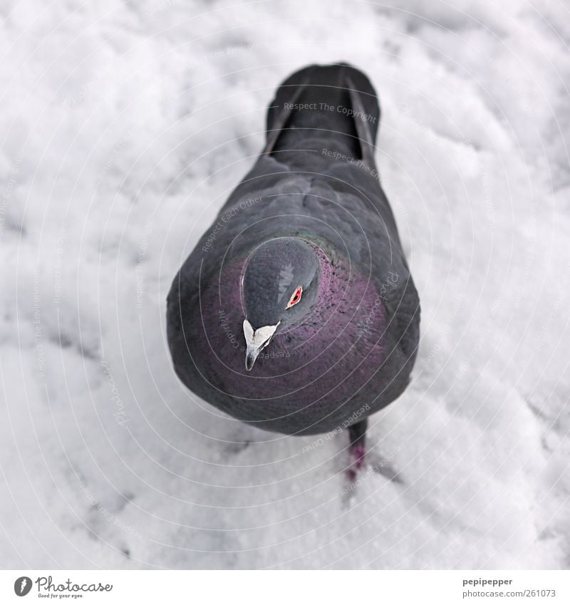 Guru, guru, guru Winter Eis Frost Schnee Tier Wildtier Vogel Taube Tiergesicht Flügel Fell Krallen Fährte 1 laufen grau violett weiß Außenaufnahme Nahaufnahme