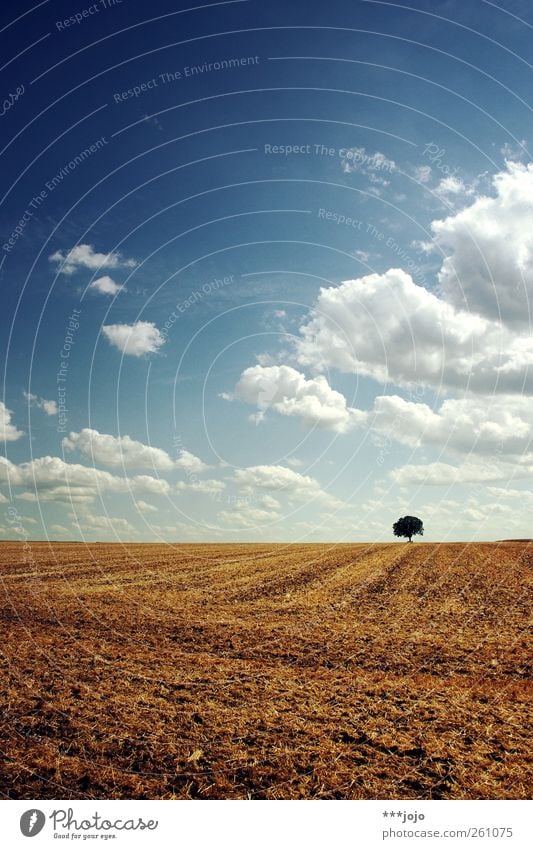 sommer. Landschaft Natur Ackerbau Feld Kulturlandschaft Ackerboden ländlich Baum blau Blauer Himmel braun Erde Franken himmelblau Sommer Klima Klimawandel